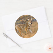 Sticker Rond Chasse au coyote (Canis Latrans) (Enveloppe)