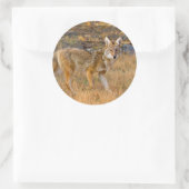 Sticker Rond Chasse au coyote (Canis Latrans) (Sac)