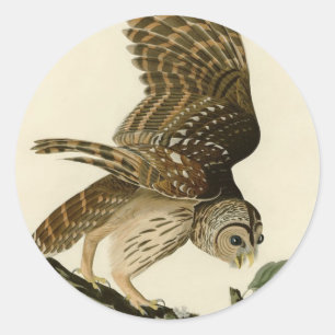 Sticker Rond Chasse-Chouette vintage Audubon Chasse-Oiseau Cade