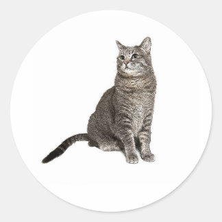 Sticker Rond Chat abyssinien