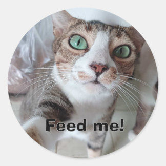 Sticker Rond Chat affamé