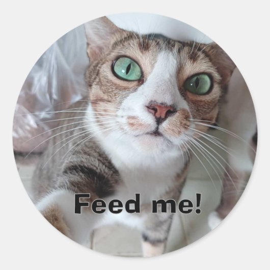 Sticker Rond Chat affamé (Devant)
