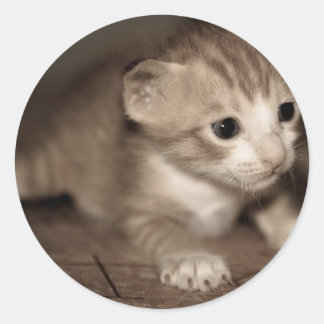Sticker Rond chat bébé 2