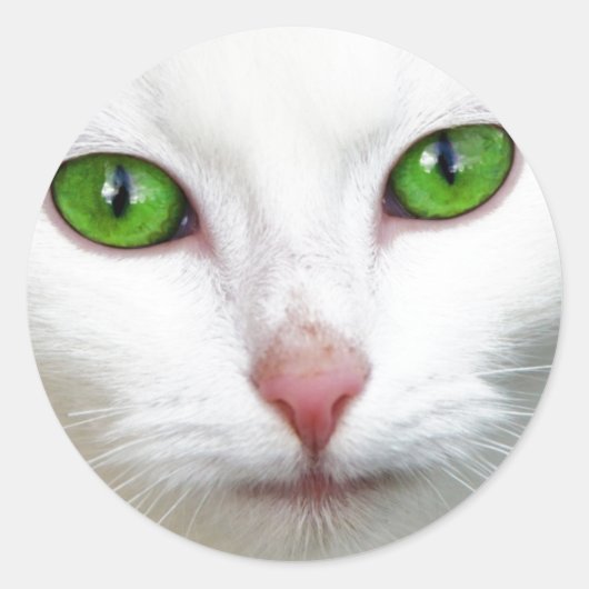 Sticker Rond Chat blanc à l'oeil vert (Devant)
