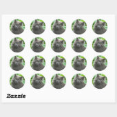 Sticker Rond Chat bleu russe gris-long (Feuille)