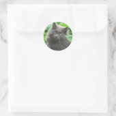 Sticker Rond Chat bleu russe gris-long (Sac)