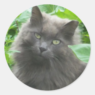 Sticker Rond Chat bleu russe gris-long