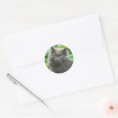 Sticker Rond Chat bleu russe gris-long (Enveloppe)