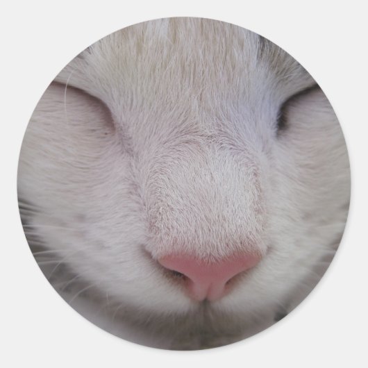 Sticker Rond Chat couché (Devant)