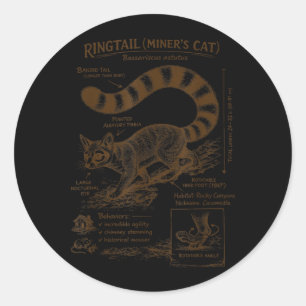 Sticker Rond Chat d'anatomie de minueur à queue annelée Amateur