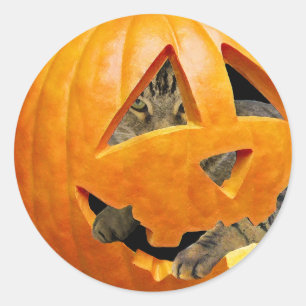 Sticker Rond Chat en Citrouille