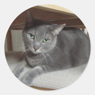 Sticker Rond Chat gris/bleu russe