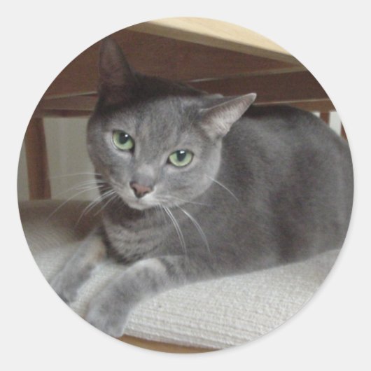 Sticker Rond Chat gris/bleu russe (Devant)