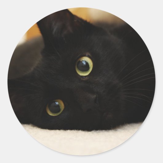 Sticker Rond Chat noir (Devant)