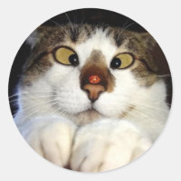 Chat Oiseau De Croix Et Ladybird