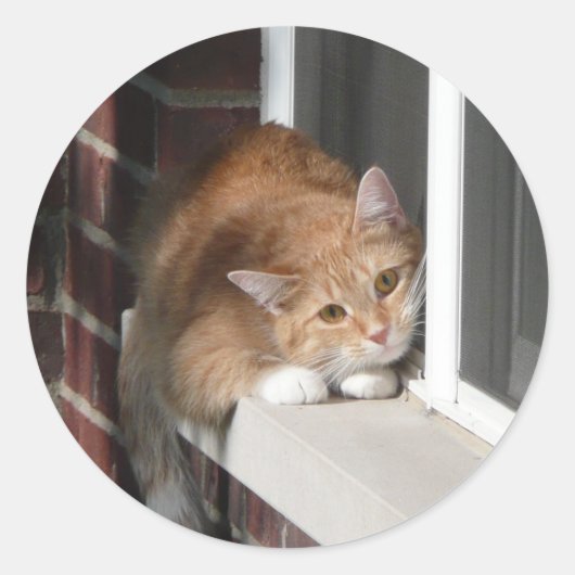 Sticker Rond Chat orange (Devant)