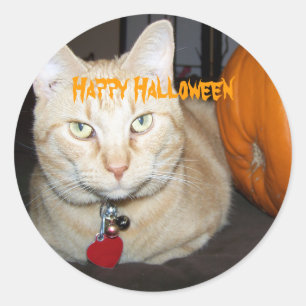 Sticker Rond Chat orange tabby heureux Halloween avec citrouill