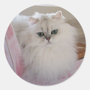 Sticker Rond Chat Persan Blanc sur une Chaise Rose