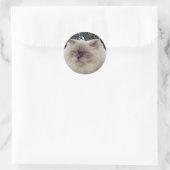 Sticker Rond Chat persan himalayen (Sac)