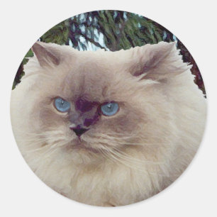 Sticker Rond Chat persan himalayen