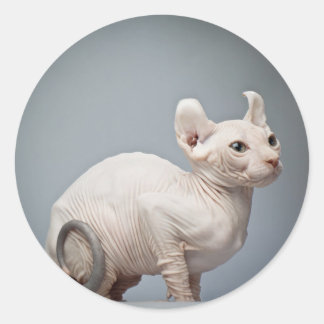 STICKER ROND CHAT SANS CHEVEUX