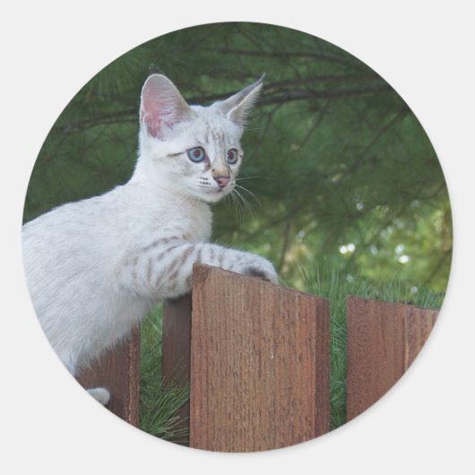 Sticker rond Chat Savannah blanc (Devant)