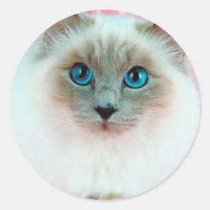 Sticker Rond Chat siamois adorable 1