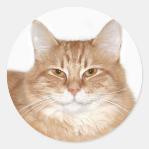 Sticker Rond Chat souriant