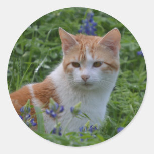 Sticker Rond Chat tigré orange et blanc