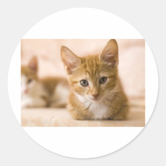 Sticker Rond chaton