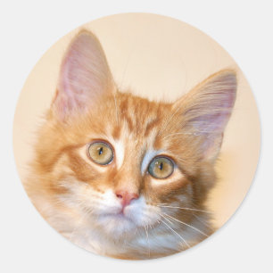 Sticker Rond Chaton à table orange