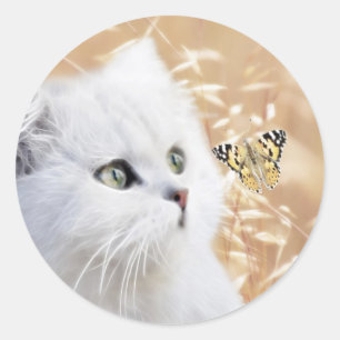 Sticker Rond Chaton blanc et papillon