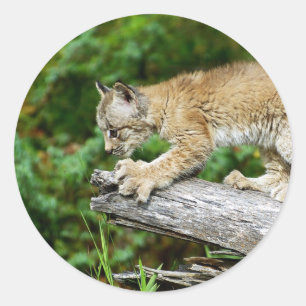 Sticker Rond Chaton de Lynx de Canadien prêt à sauter