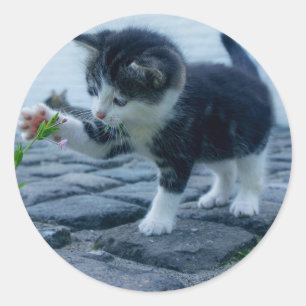 Sticker Rond Chaton joueur