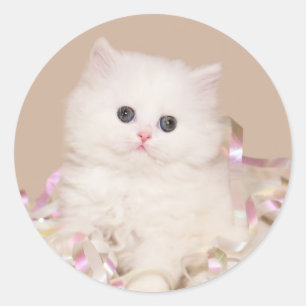 Sticker Rond Chaton perse blanc
