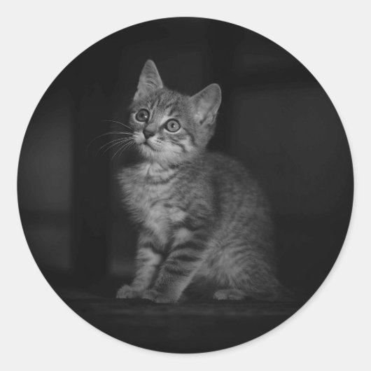 Sticker Rond Chaton précieux  (Devant)