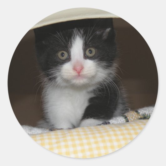 Sticker Rond chaton Tuxedo (Devant)