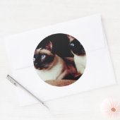 Sticker Rond Chats intenses (Enveloppe)