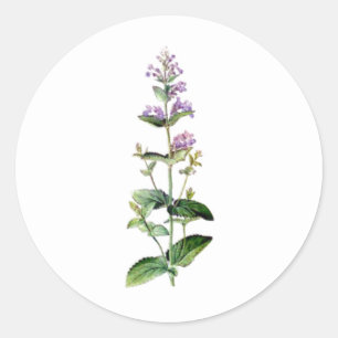 Sticker Rond chatte, branlette, herbe, plante, fleur violette