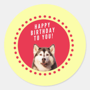 Sticker Rond Chatte Sibérien Husky Chien Joyeux Anniversaire