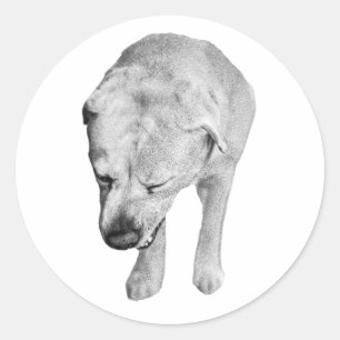 Sticker Rond Cheeky Head-Down Lab, Tones Played