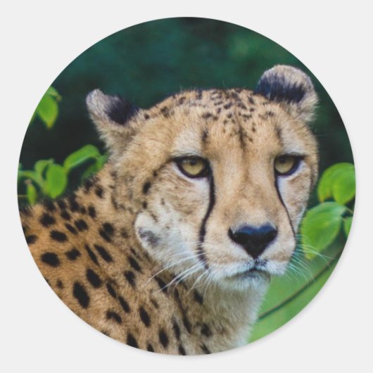 Sticker Rond Cheetah (Devant)
