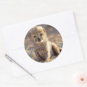 Sticker Rond Cheetah 19 jours bébé mâle (Enveloppe)