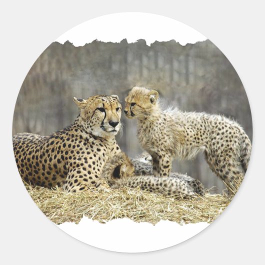 Sticker Rond Cheetah-a-Cubs (Devant)