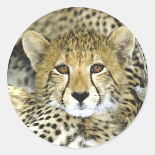 Sticker Rond Cheetah Cub 2 (Devant)