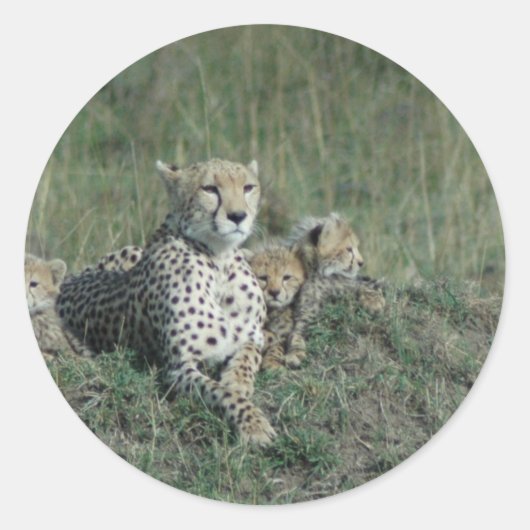 Sticker Rond Cheetah Maman et ses trois petits (Devant)