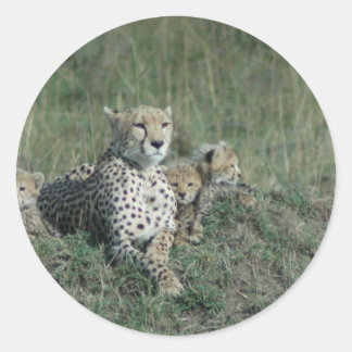 Sticker Rond Cheetah Maman et ses trois petits