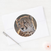 Sticker Rond Cheetah regarde loin (Enveloppe)