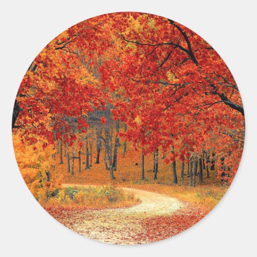 Sticker Rond Chemin dans la forêt, automne, (Devant)