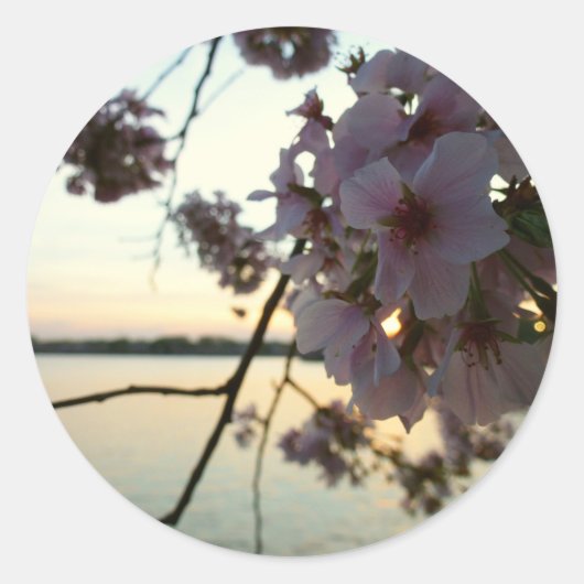 Sticker Rond Cherry Blossom Sunset à Washington DC (Devant)